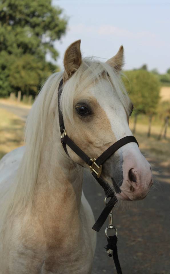 Colt Welsh Pony (Section B) For sale 2025 Palomino