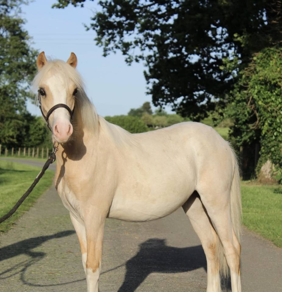 Colt Welsh Pony (Section B) For sale 2025 Palomino