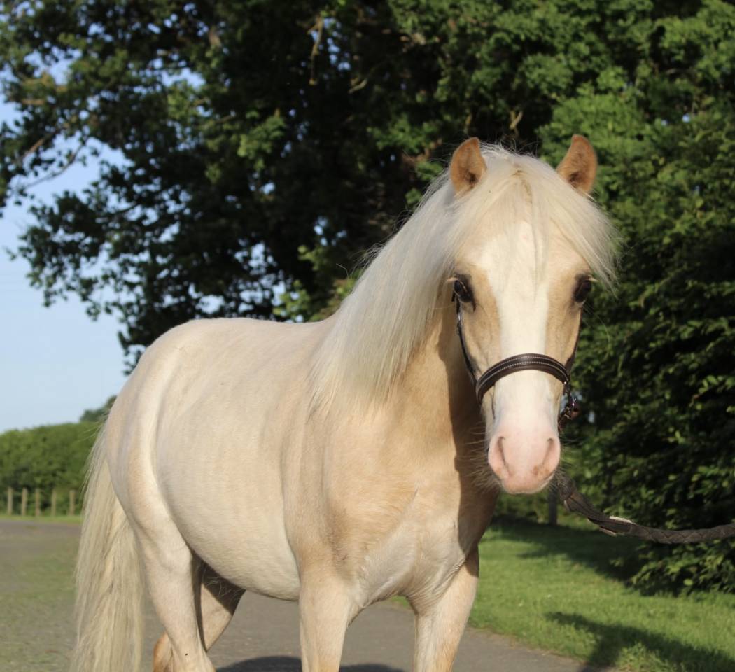 Colt Welsh Pony (Section B) For sale 2025 Palomino