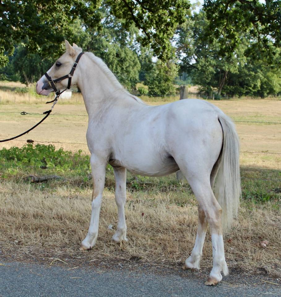 Colt Welsh Pony (Section B) For sale 2025 Palomino