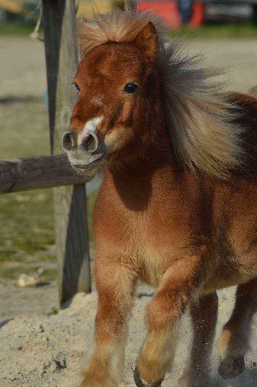 Filly Origin Recorded For sale 2023 Silver dapple