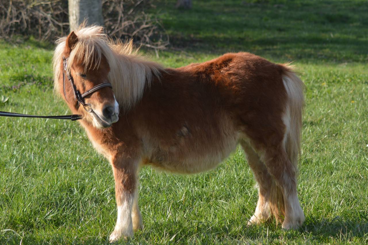 Filly Origin Recorded For sale 2023 Silver dapple