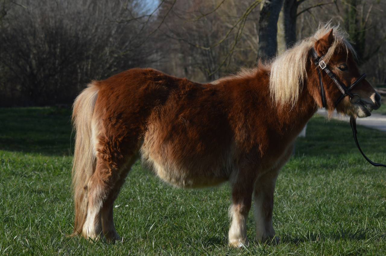 Filly Origin Recorded For sale 2023 Silver dapple