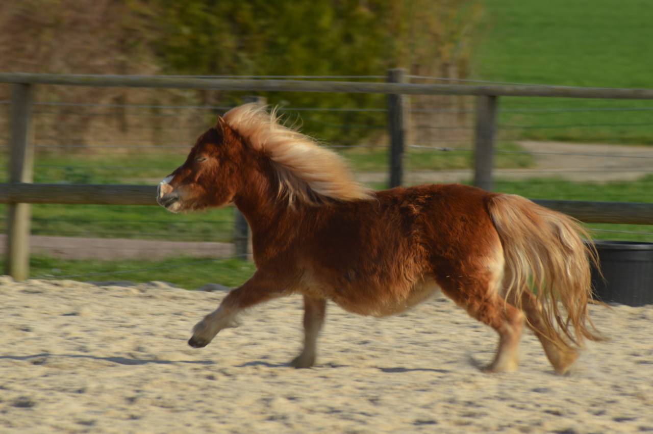 Filly Origin Recorded For sale 2023 Silver dapple