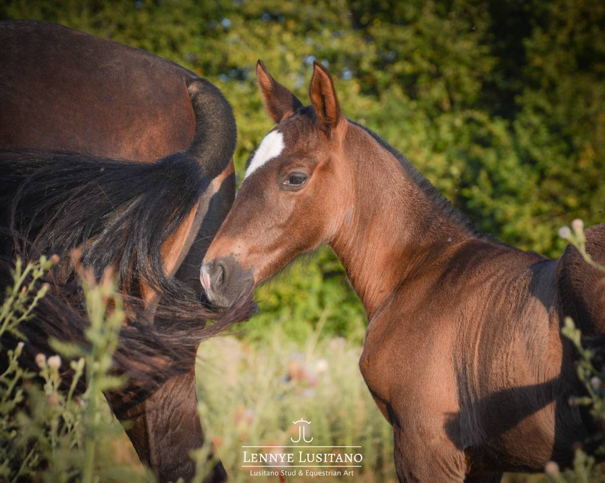 Filly Lusitano For sale 2026 Black