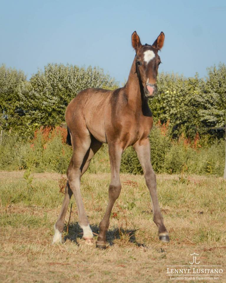 Filly Lusitano For sale 2026 Black