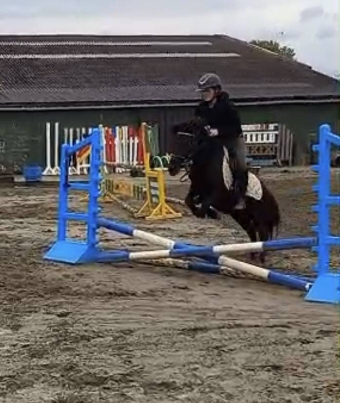 Gelding Shetland Pony For sale 2022 Black