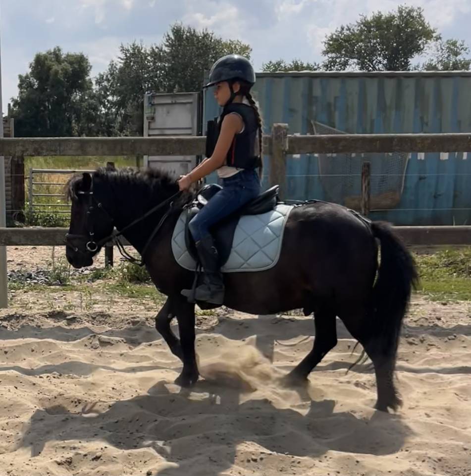 Gelding Shetland Pony For sale 2022 Black
