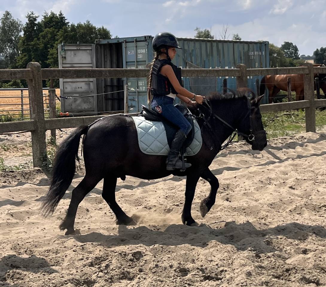 Gelding Shetland Pony For sale 2022 Black