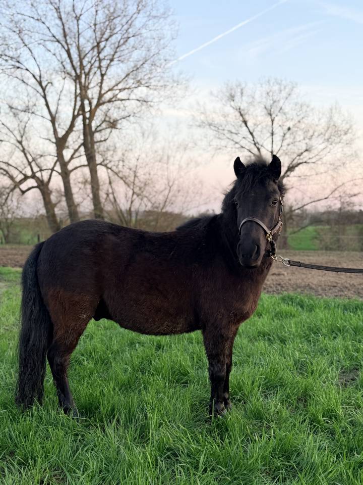 Gelding Shetland Pony For sale 2022 Black