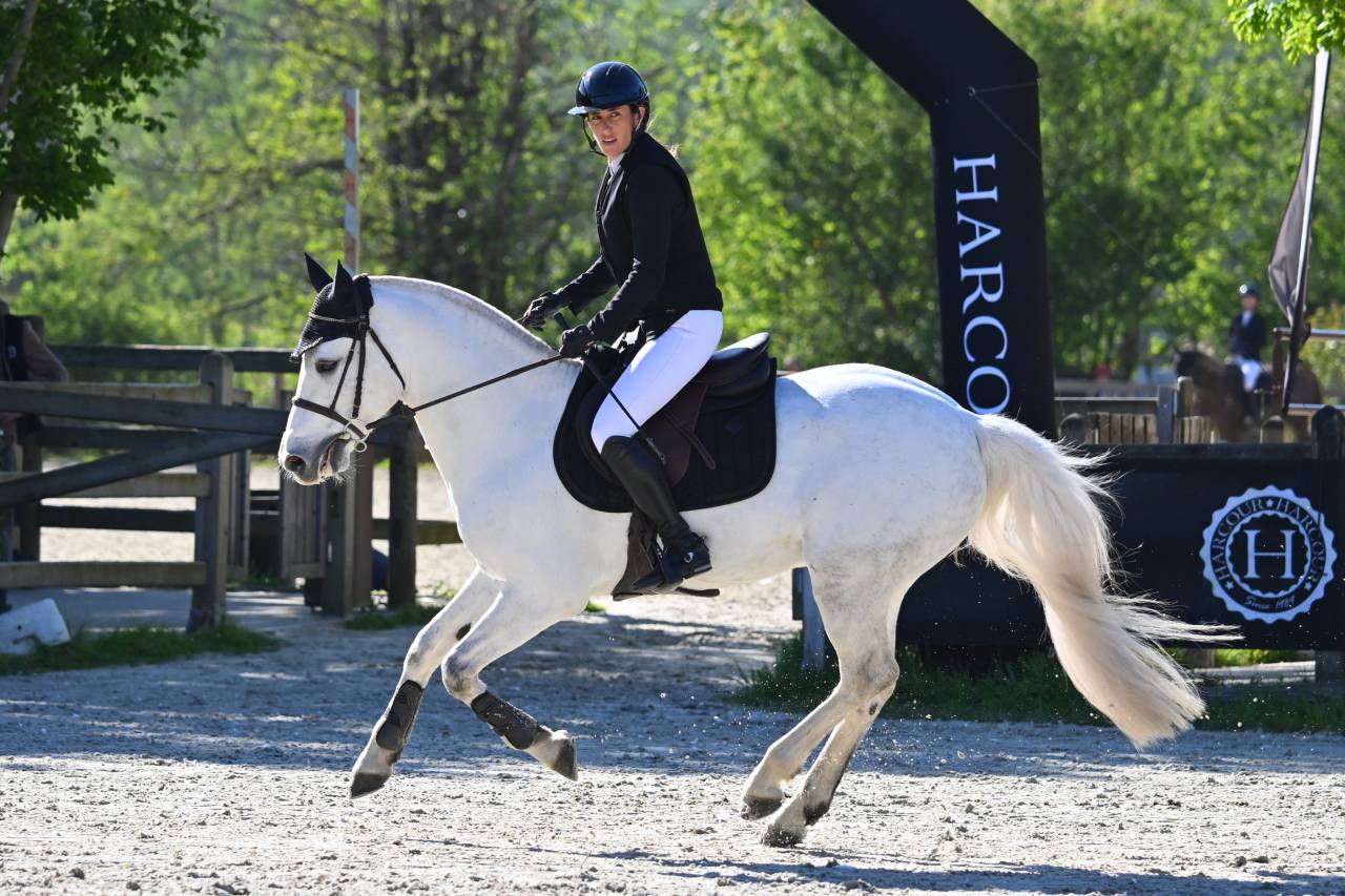 Gelding Connemara For sale 2017 Grey