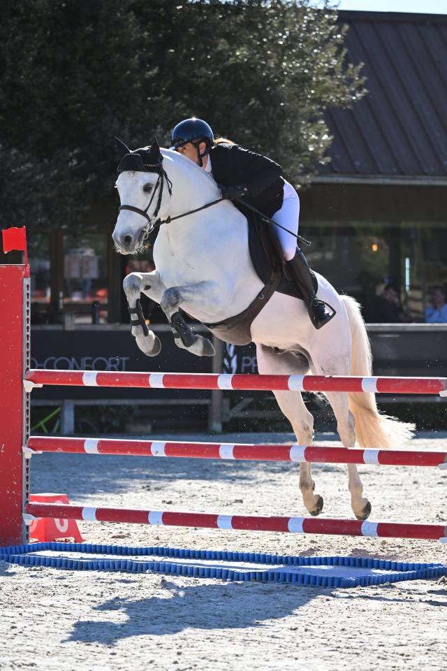 Gelding Connemara For sale 2017 Grey