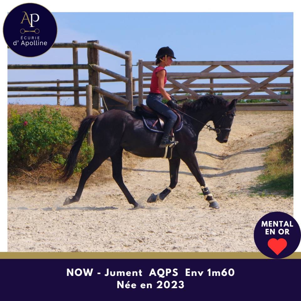 Mare AQPS For sale 2023 Dark Bay