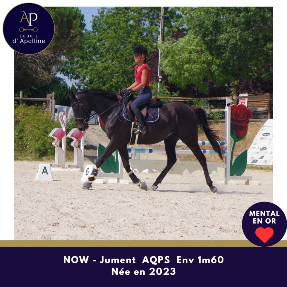 Mare AQPS For sale 2023 Dark Bay