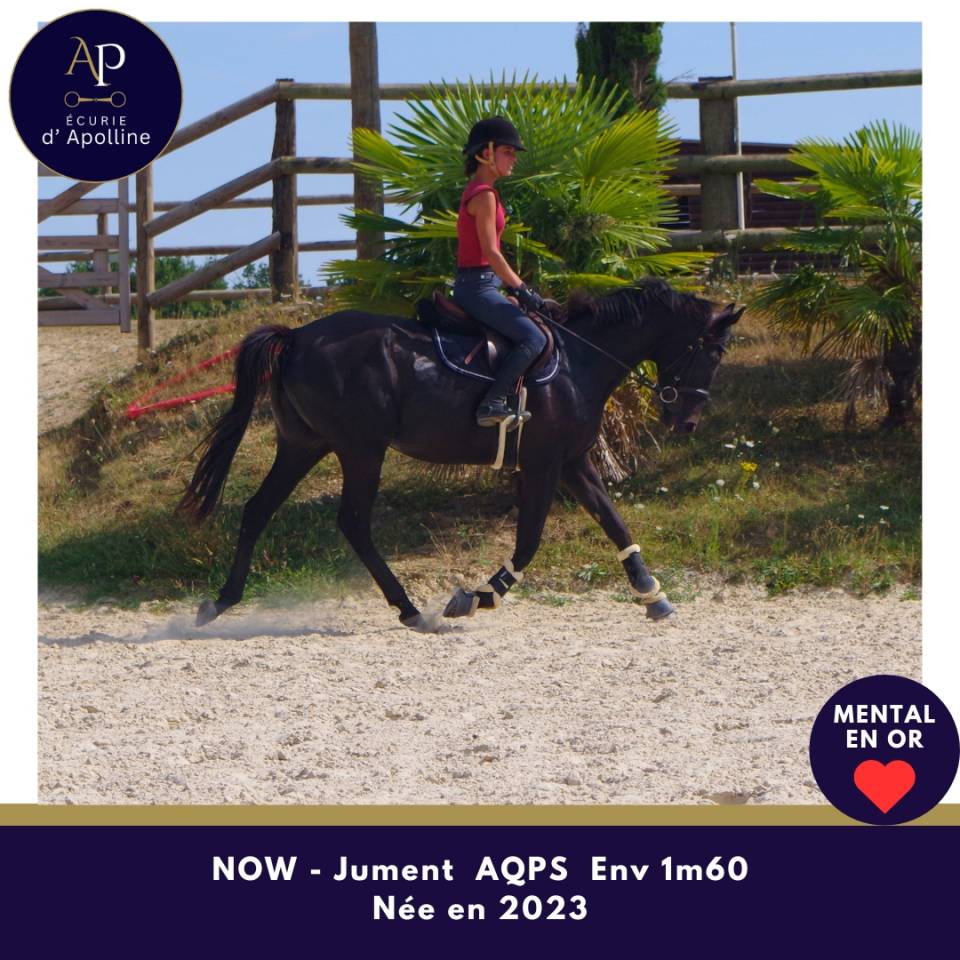 Mare AQPS For sale 2023 Dark Bay