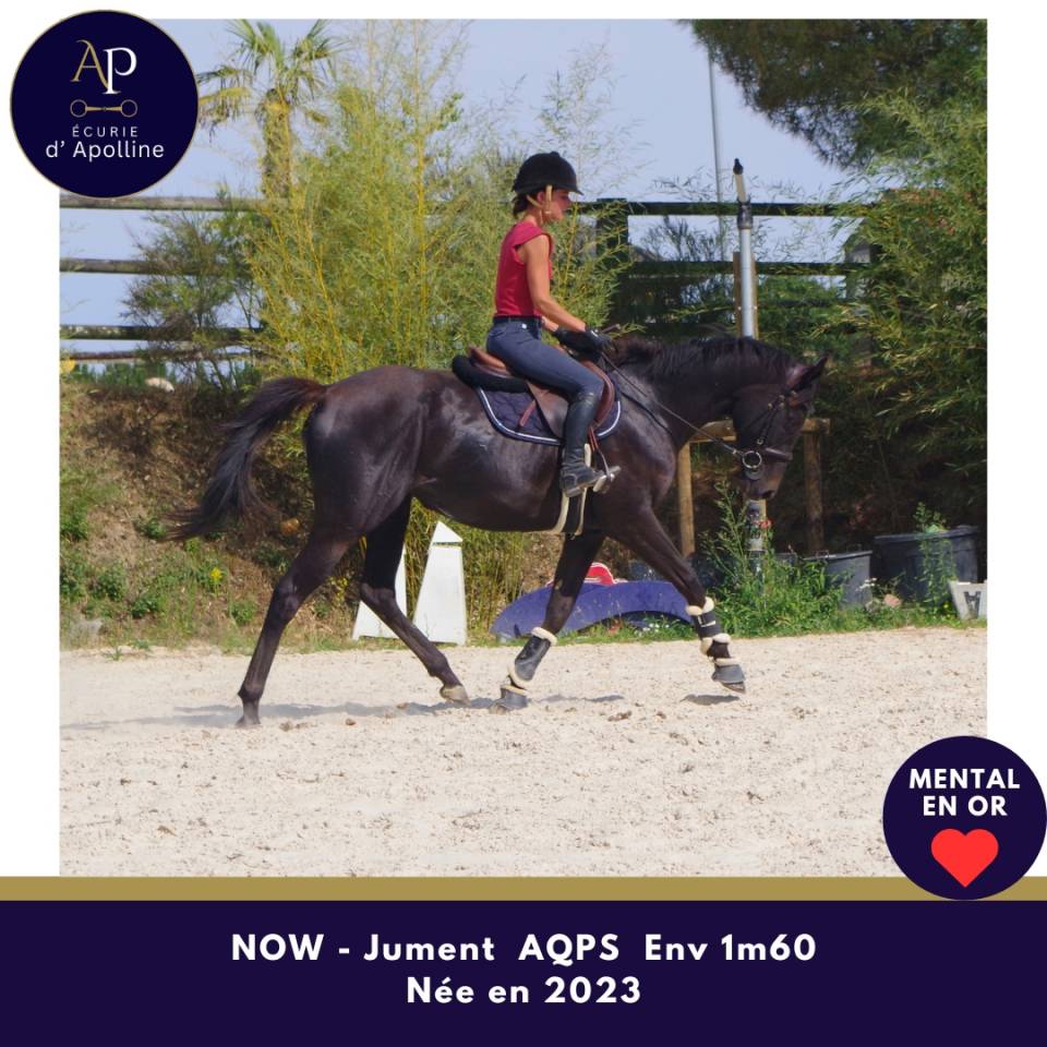 Mare AQPS For sale 2023 Dark Bay