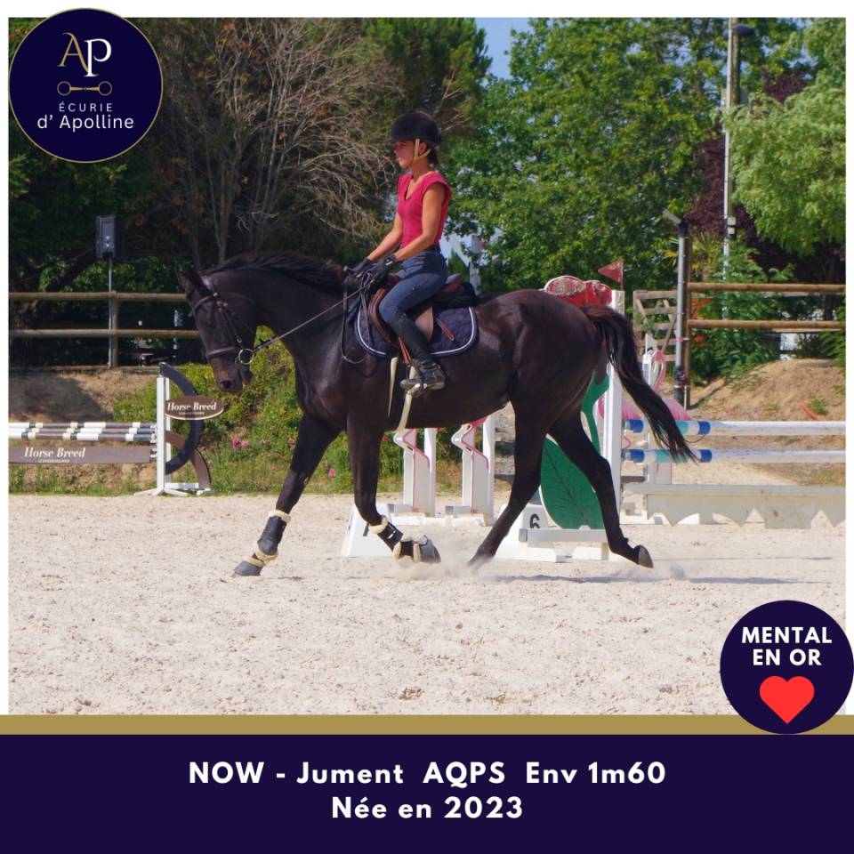 Mare AQPS For sale 2023 Dark Bay
