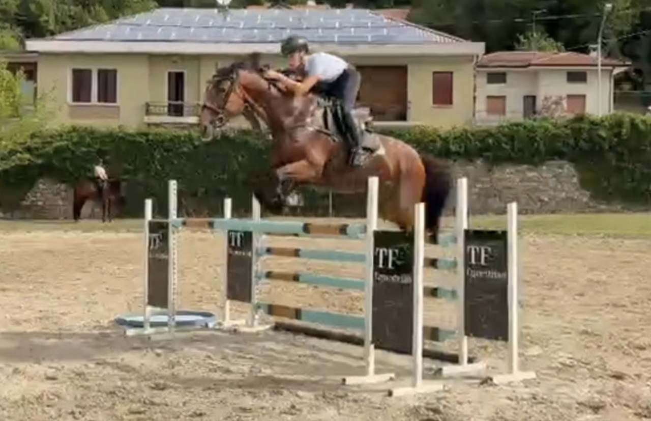 Mare AES Anglo European Studbook For sale 2015 Bay