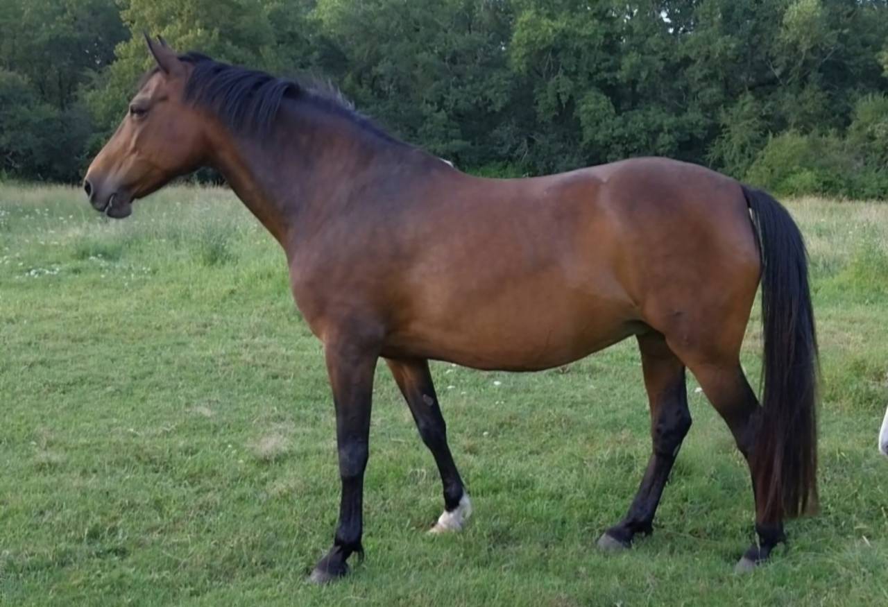 Broodmare French Saddle Pony For sale 2011 Bay
