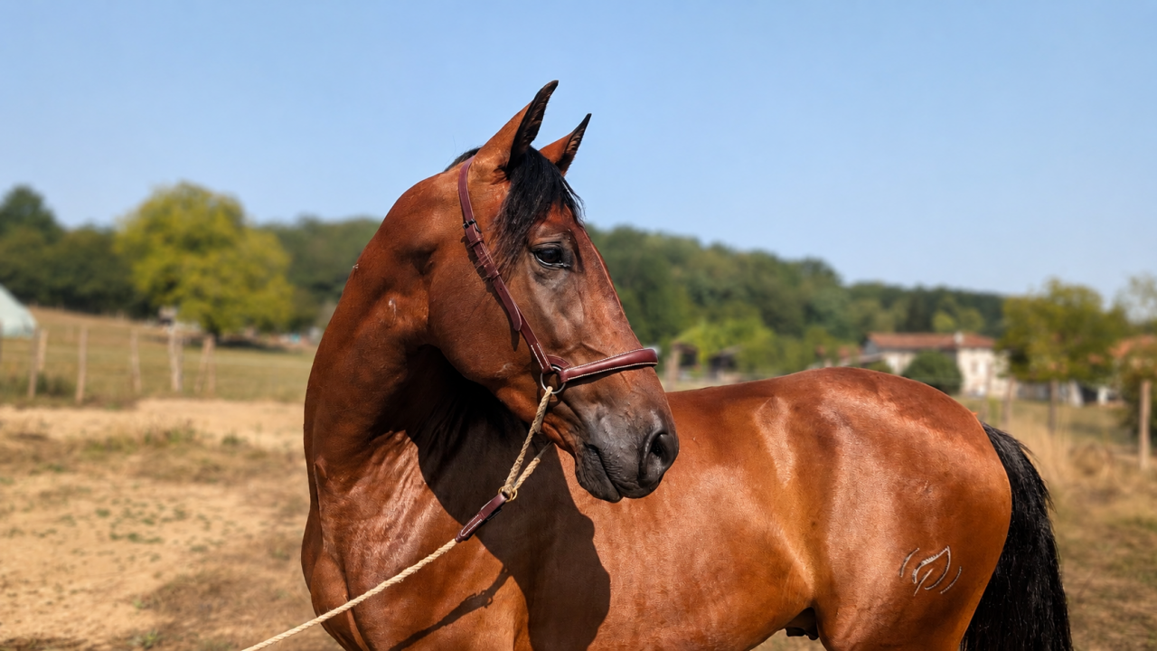 Gelding PRE Pure Spanish Bred For sale 2023 Bay