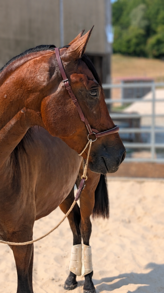 Gelding PRE Pure Spanish Bred For sale 2023 Bay