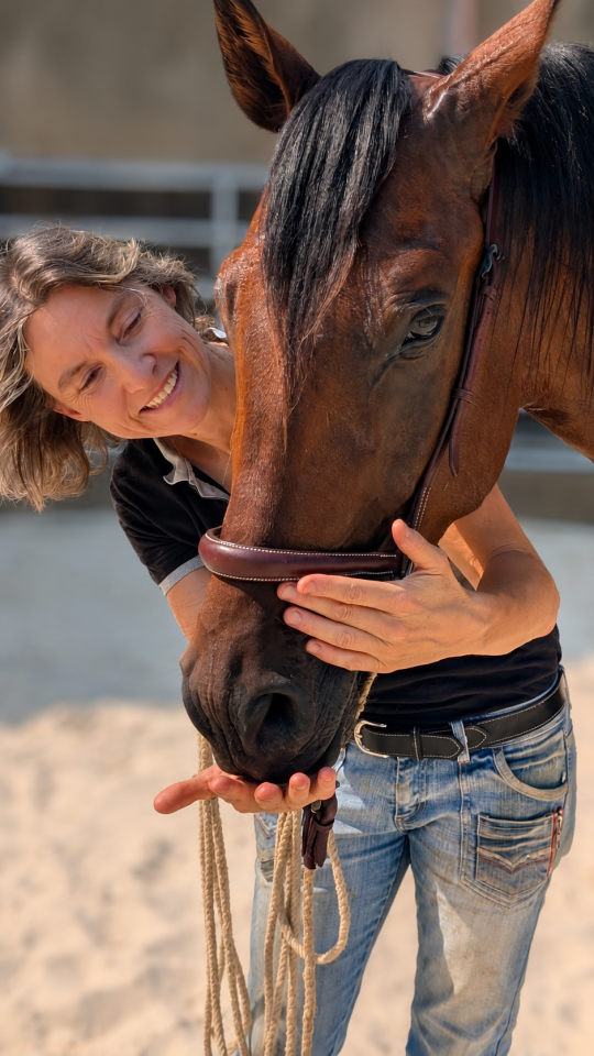Gelding PRE Pure Spanish Bred For sale 2023 Bay
