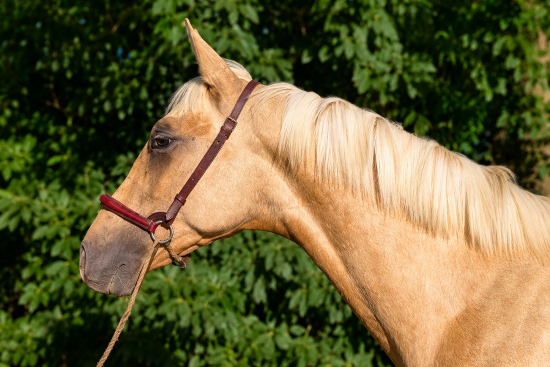 Colt PRE Pure Spanish Bred For sale 2025 Palomino