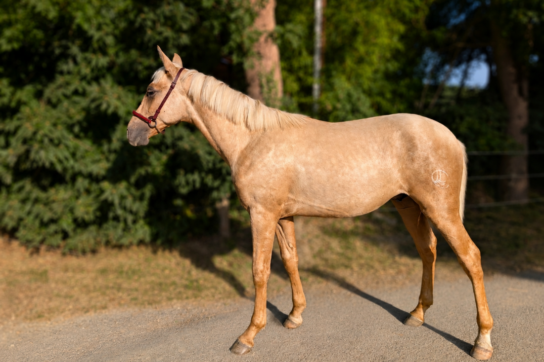 Colt PRE Pure Spanish Bred For sale 2025 Palomino