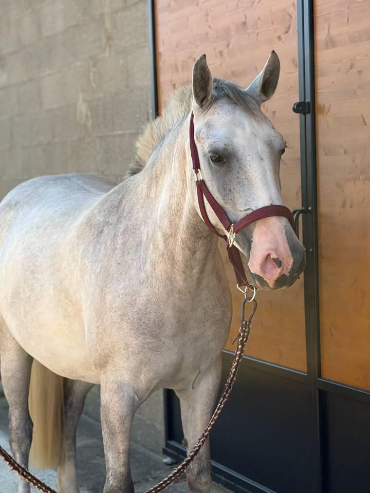 Mare Origin Recorded For sale 2022 Grey