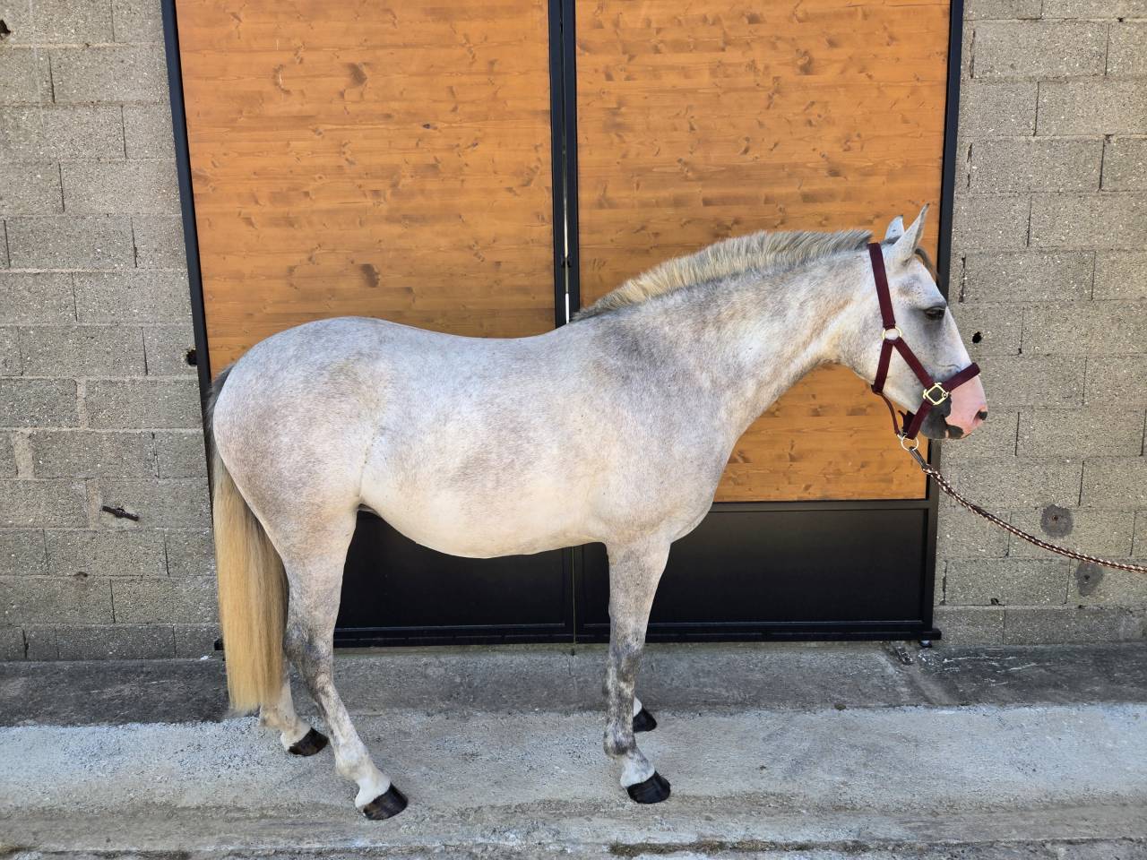 Mare Origin Recorded For sale 2022 Grey