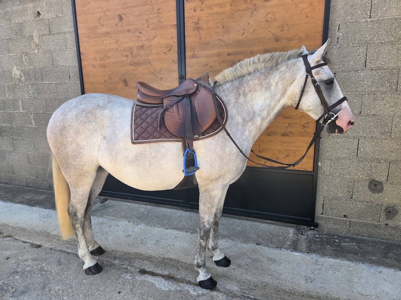 Mare Origin Recorded For sale 2022 Grey