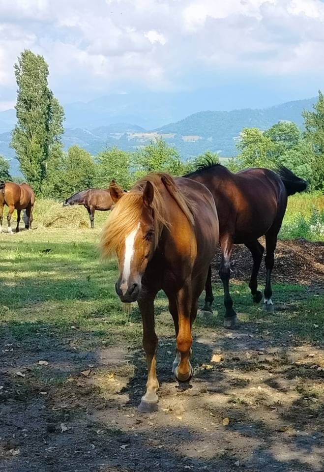 Gelding No Origin Recorded For sale 2020 Chesnut