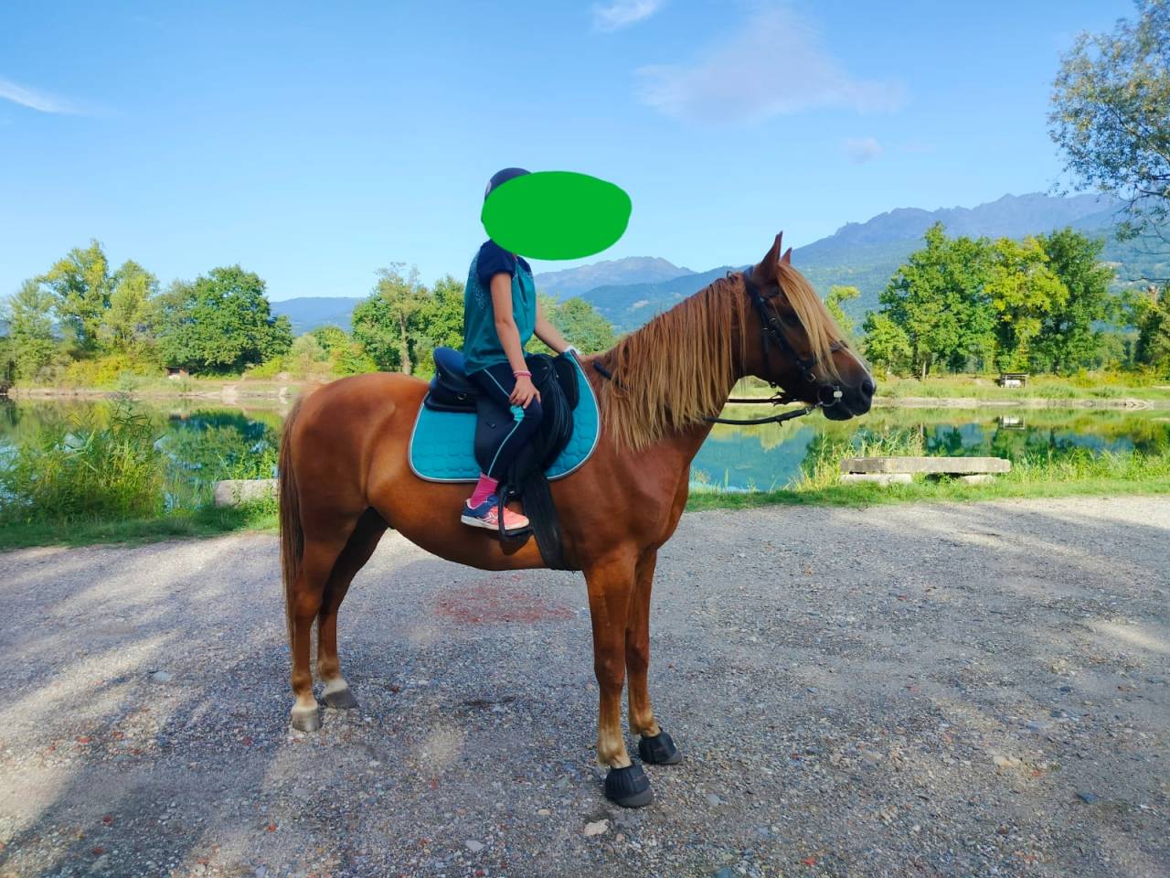 Gelding No Origin Recorded For sale 2020 Chesnut