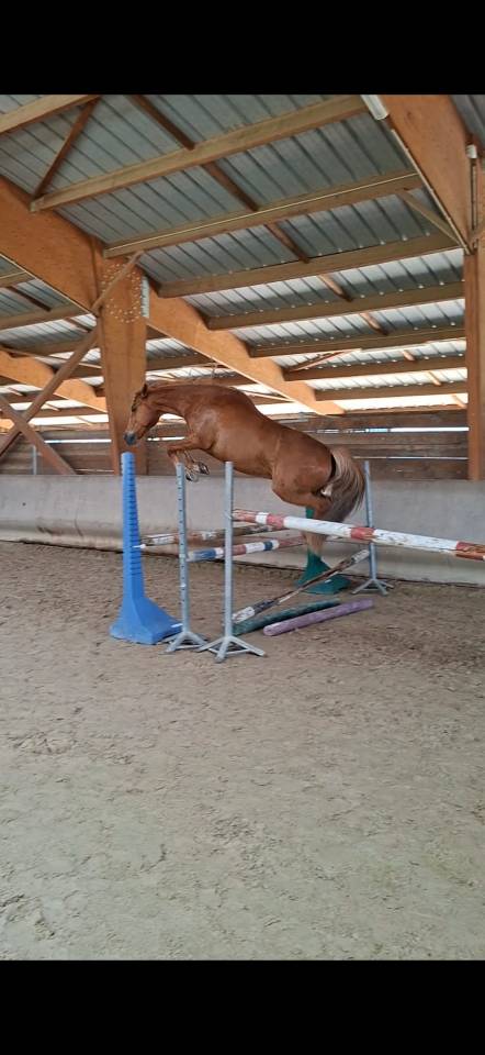 Gelding No Origin Recorded For sale 2020 Chesnut