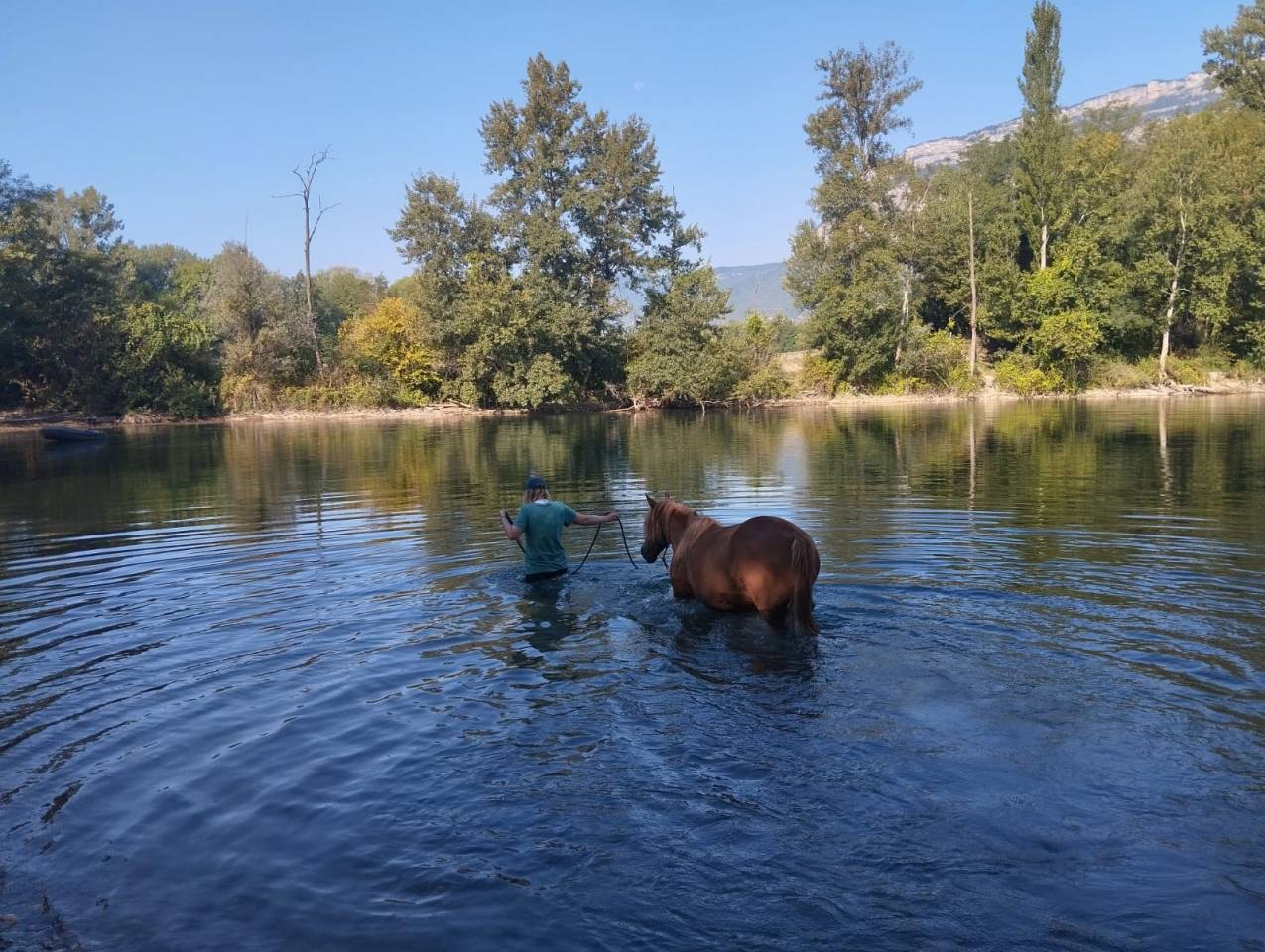 Gelding No Origin Recorded For sale 2020 Chesnut