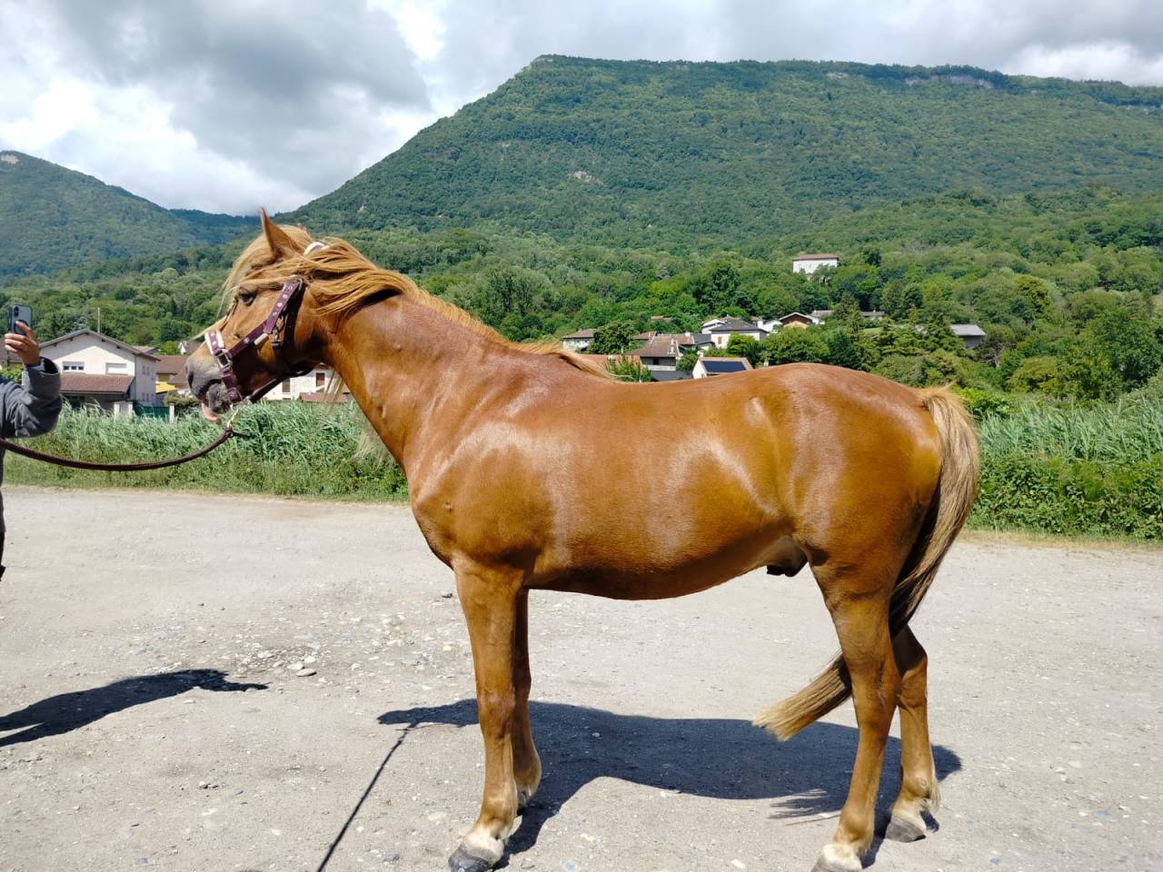 Gelding No Origin Recorded For sale 2020 Chesnut