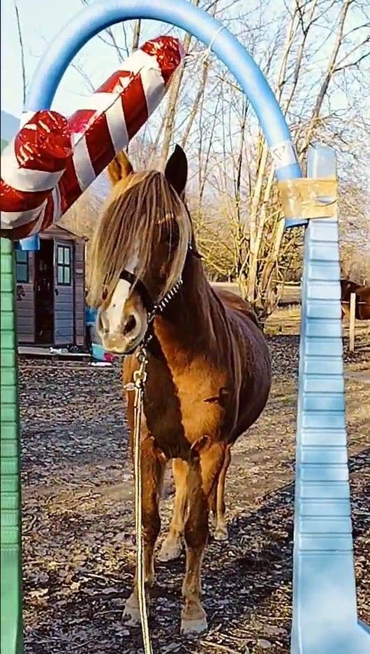 Gelding No Origin Recorded For sale 2020 Chesnut