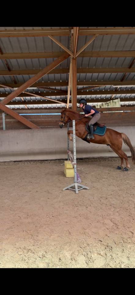 Gelding No Origin Recorded For sale 2020 Chesnut