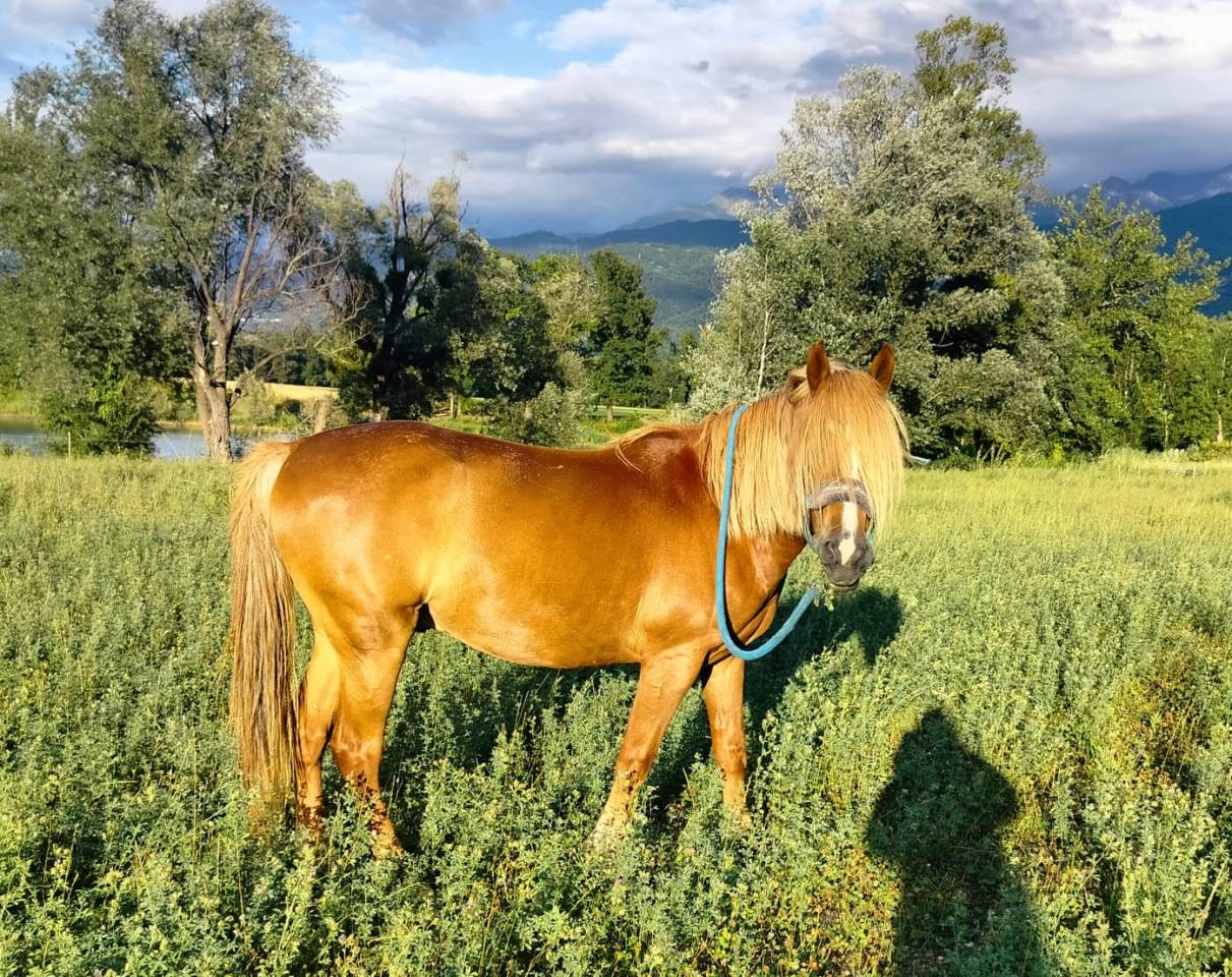 Gelding No Origin Recorded For sale 2020 Chesnut
