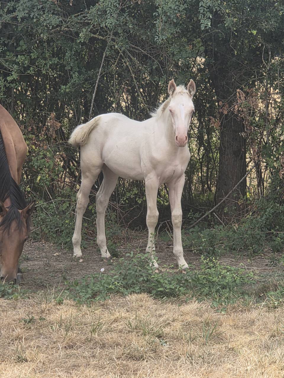 Filly Quarter For sale 2026 Cream
