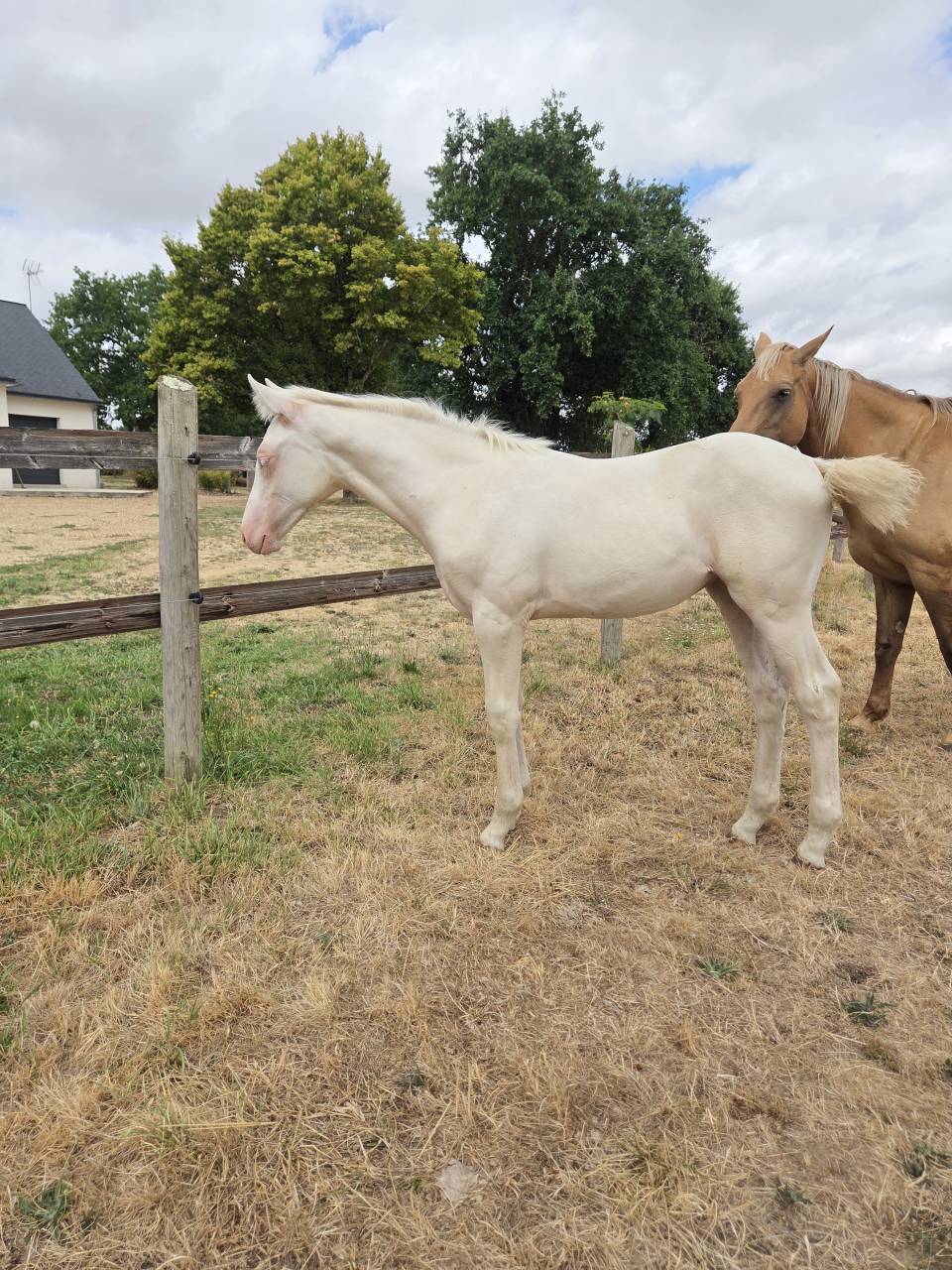 Filly Quarter For sale 2026 Cream