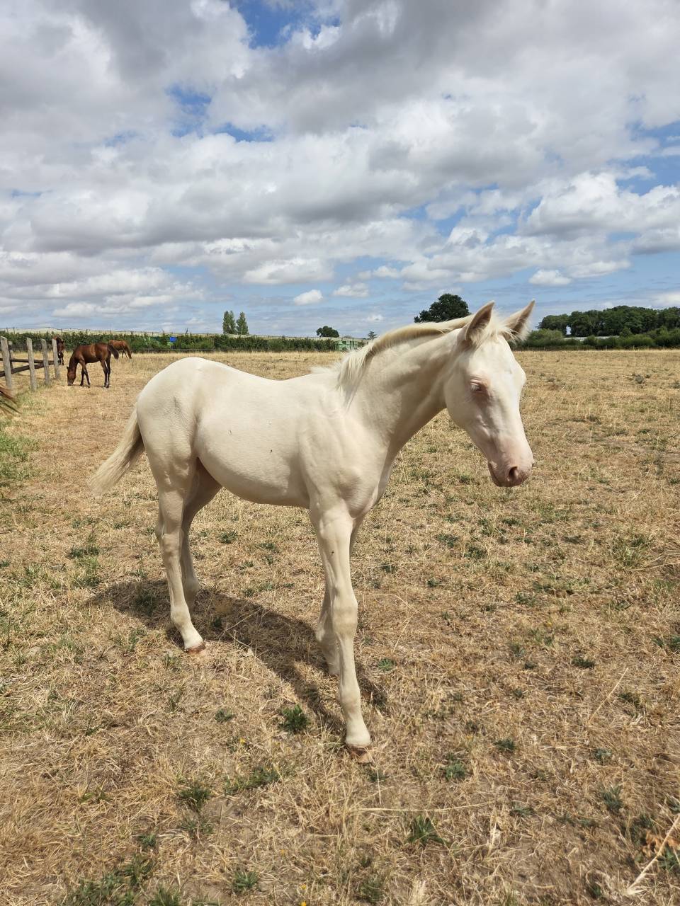 Filly Quarter For sale 2026 Cream