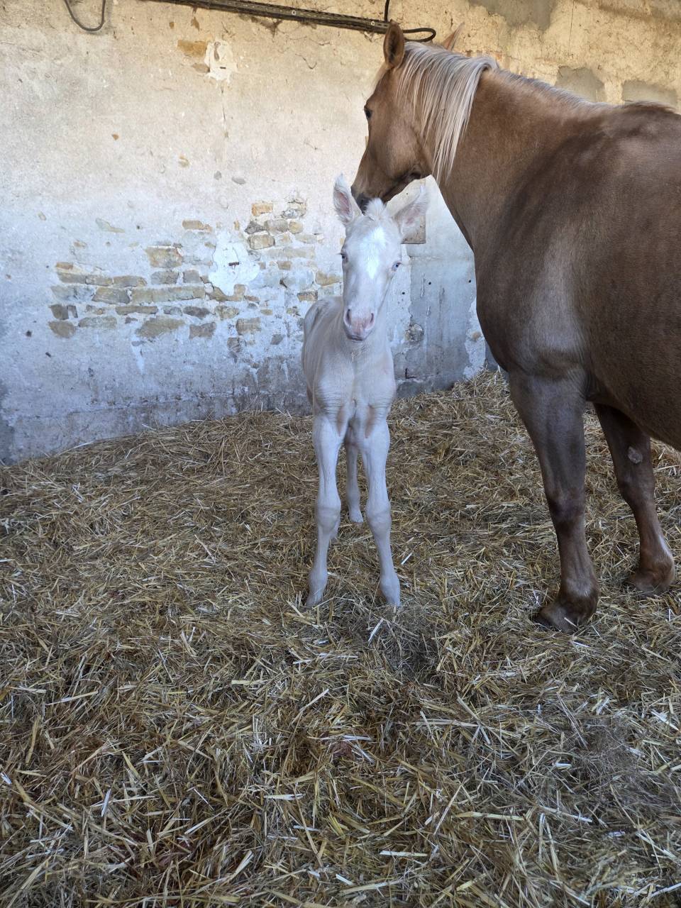 Filly Quarter For sale 2026 Cream