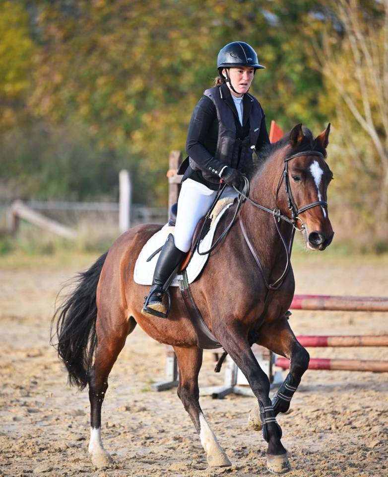 Gelding French Saddle Pony For sale 2015 Bay