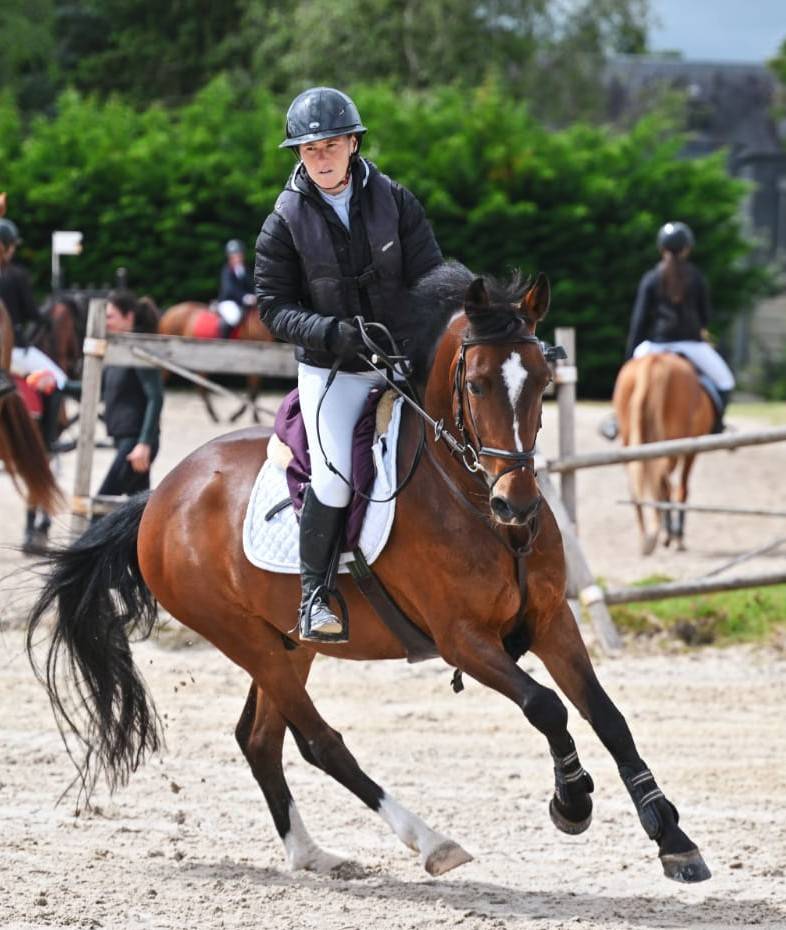 Gelding French Saddle Pony For sale 2015 Bay
