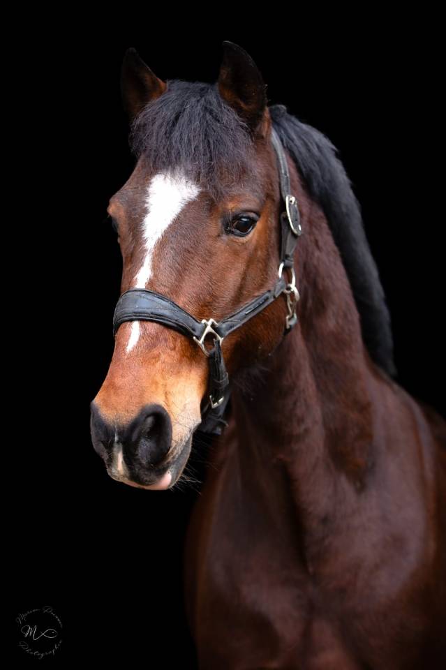 Gelding French Saddle Pony For sale 2015 Bay