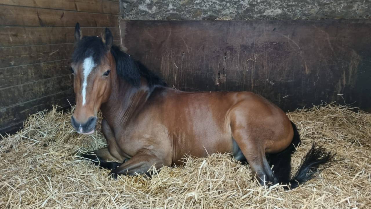 Gelding French Saddle Pony For sale 2015 Bay