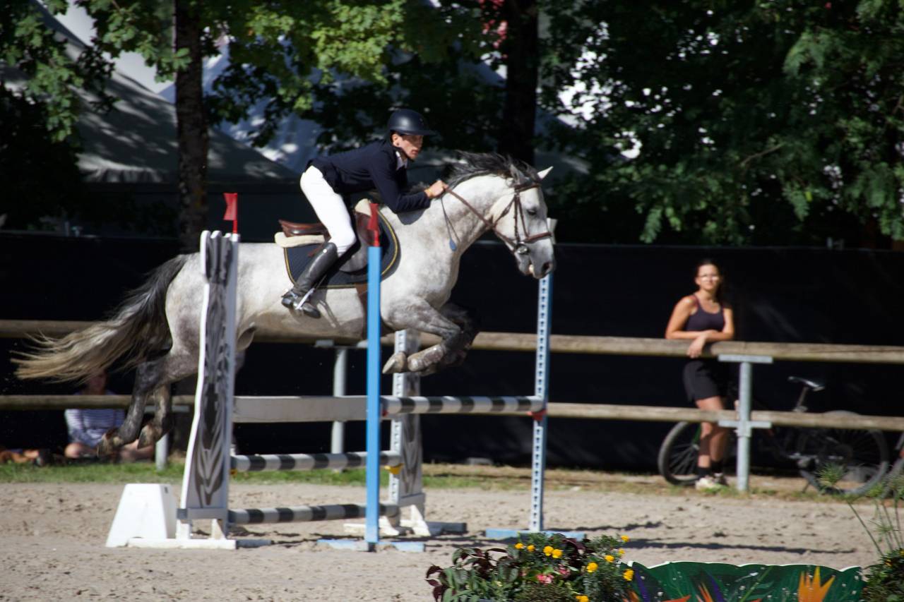 Gelding Connemara For sale 2020 Grey