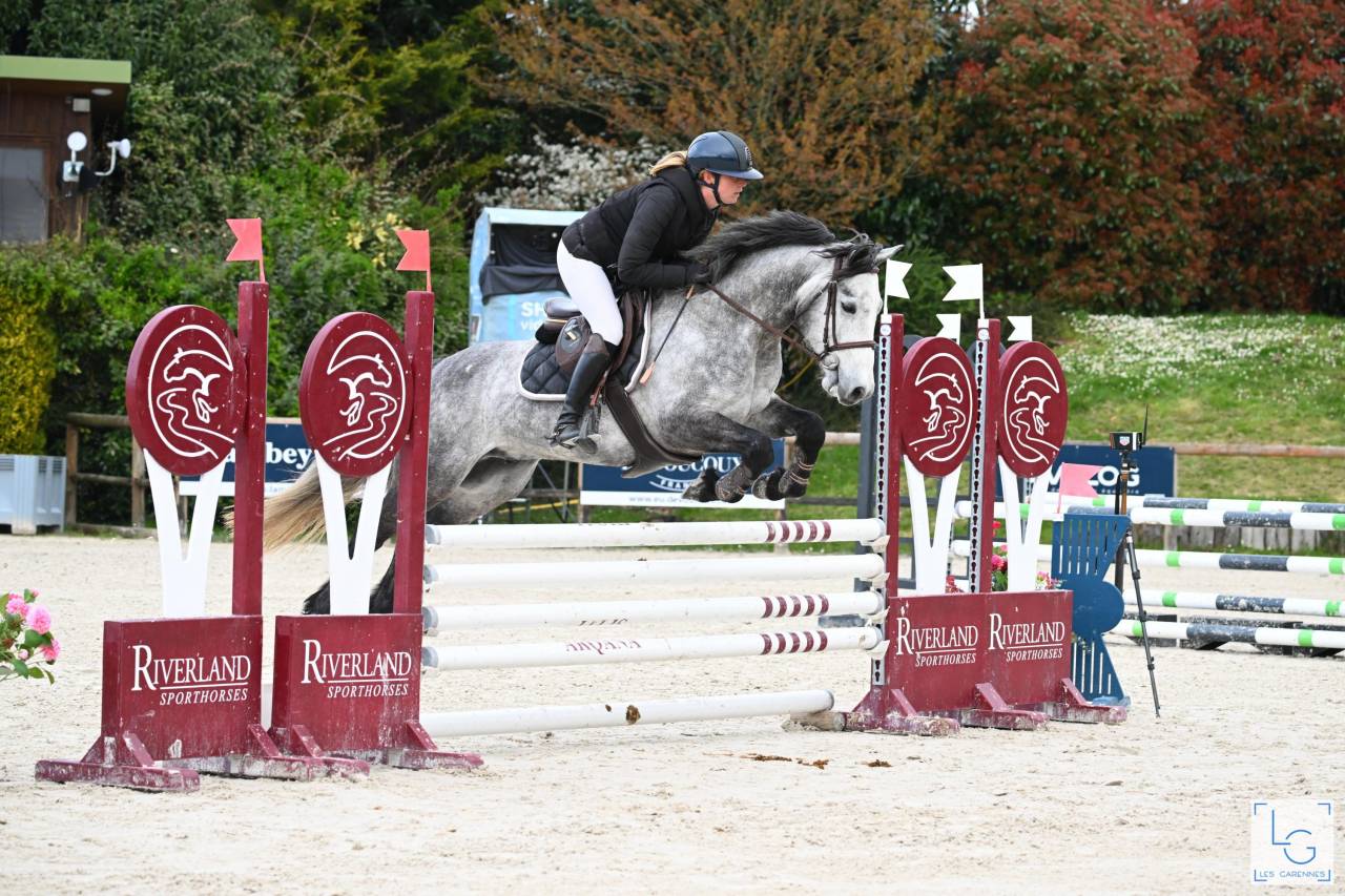 Gelding Connemara For sale 2020 Grey