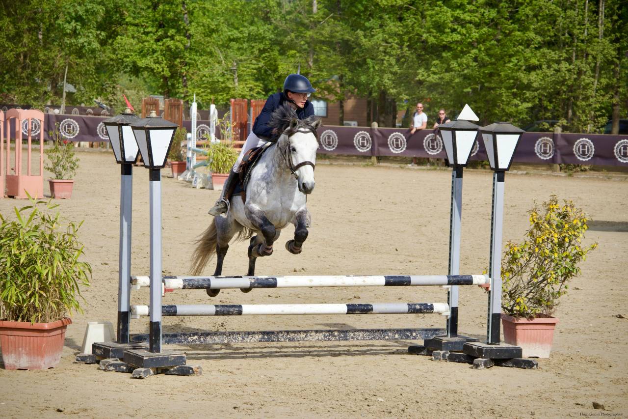 Gelding Connemara For sale 2020 Grey